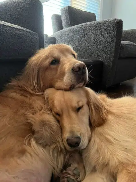 protecting animals